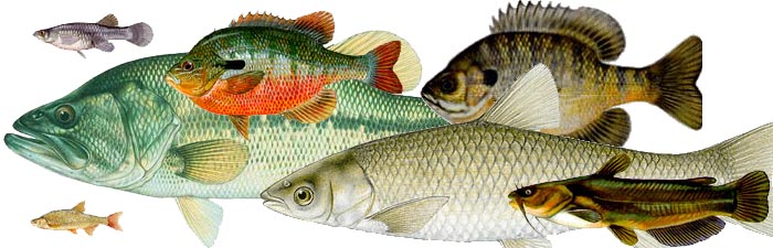 Fish Stocking Services