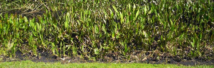 Orlando Lakes and Wetlands